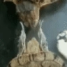 TurtleClap emote