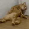depressedCat emote