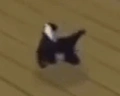 catBreak emote