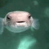 PPEH emote