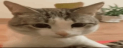 CatBruh emote