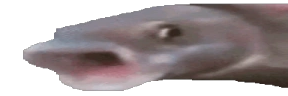 wideOOOO emote