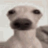 BoyWhatTheHellBoy emote