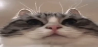 stare emote