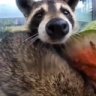 SNIFFA emote