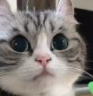 CatStare emote