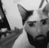 GIGACAT emote