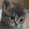 sadcat emote