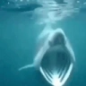 SharkPog emote