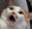 catFear emote