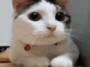 CATNOPERS emote