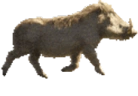 Kaban emote