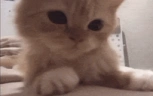 grustnoblin emote