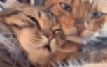 pocelui emote