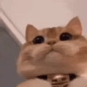 55tumba55 emote
