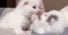 Emote