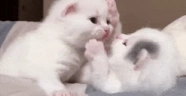 milawki emote