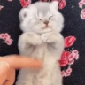 oioioio emote