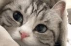smotritblin emote