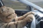 CatDrive emote