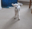 AREYOUALAMB emote