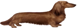 THUNDER emote