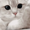 catPunched emote