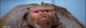 fak emote