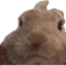 VIBEOFF emote