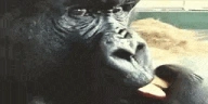 MONKEYISVERYINTERESTED emote