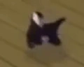 catBreakdance emote
