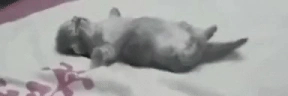 sleeper emote