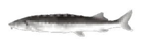 Joel4K emote