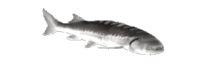JoelNOPERS emote