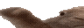 wideVIBE emote