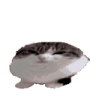wawa emote