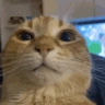 MyHonestReaction emote