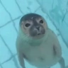 SealKiss emote