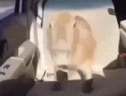 okayipullup emote