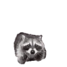 raccAttack emote