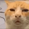HUHH emote
