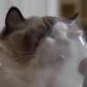 CatCopium emote