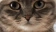 Emote