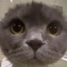cawt emote