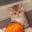 catDespair