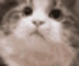yescat emote