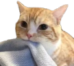 Looting emote