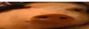 WideSvin emote