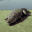 CrocExplosion