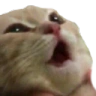 CatoPog emote